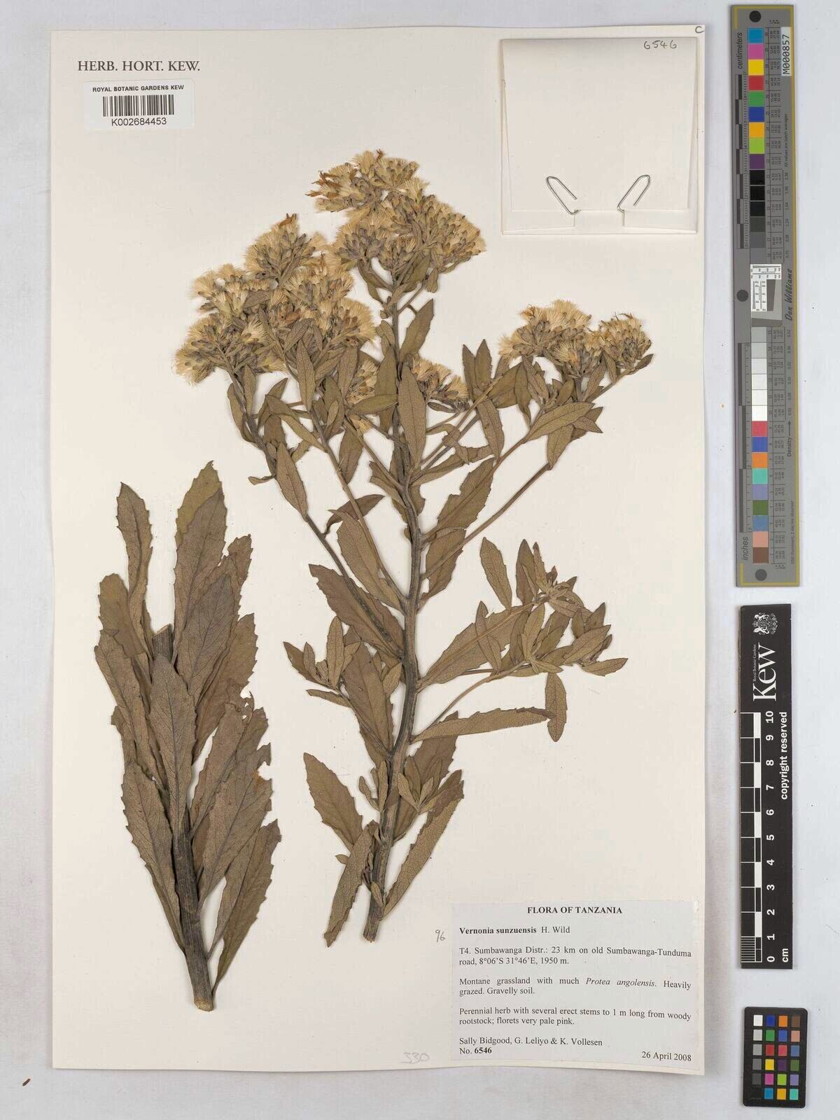 Baccharoides sunzuensis — houseplant care guide