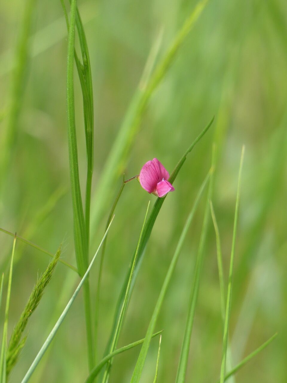 Lathyrus nissolia flower