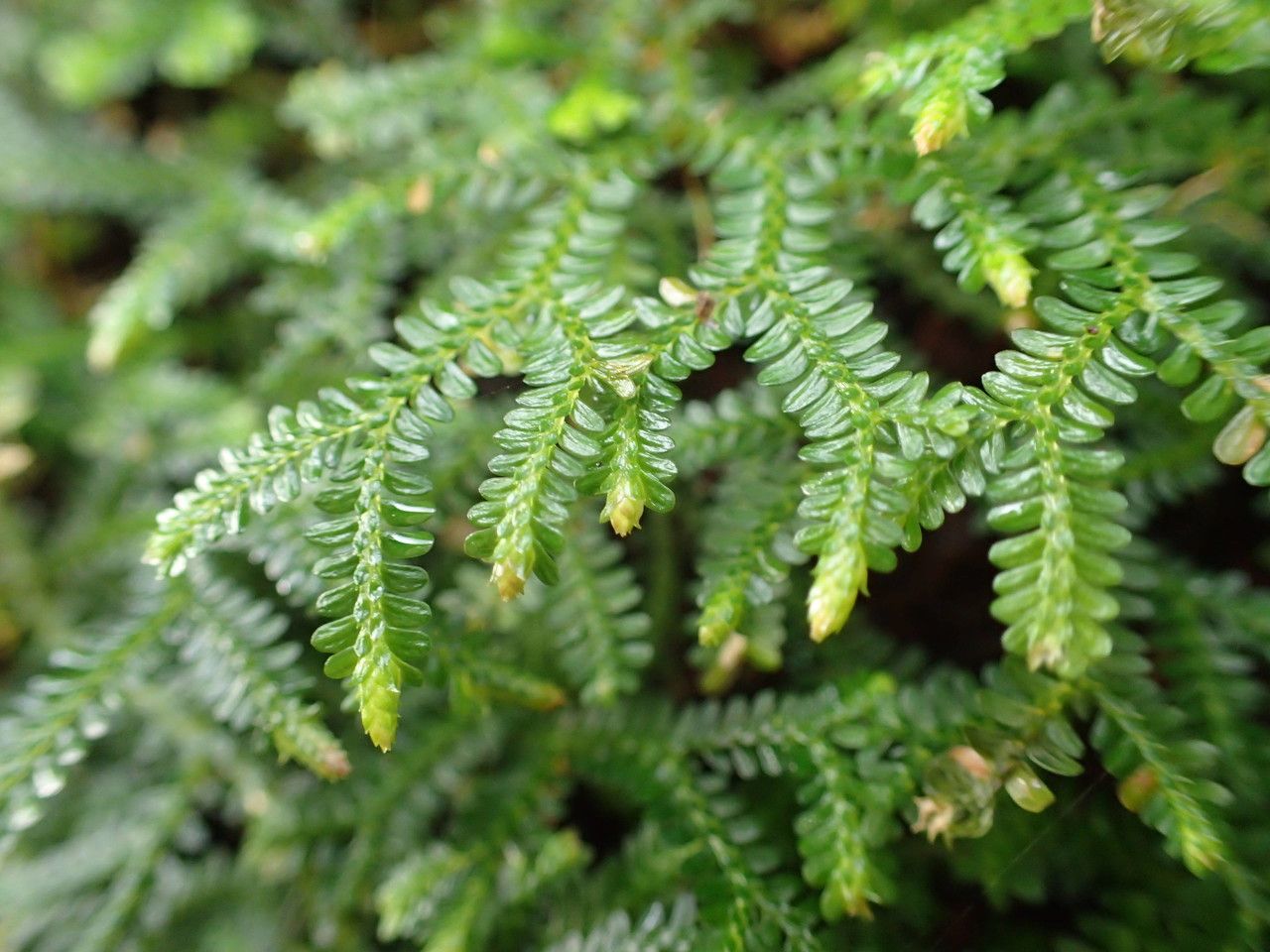 Selaginella obtusa other