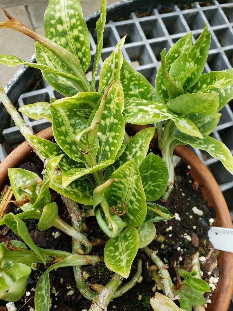Goodyera daibuzanensis — related species from the same genus