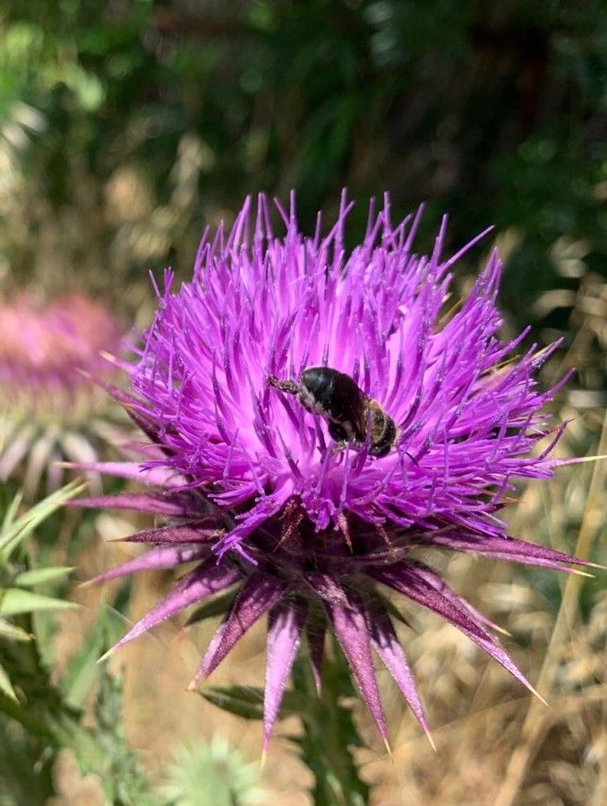 Onopordum tauricum flower