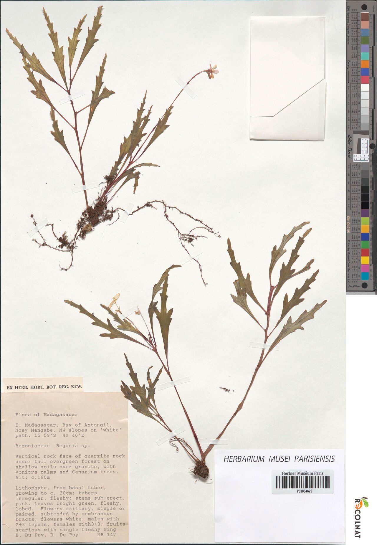 Begonia nosymangabensis — houseplant care guide