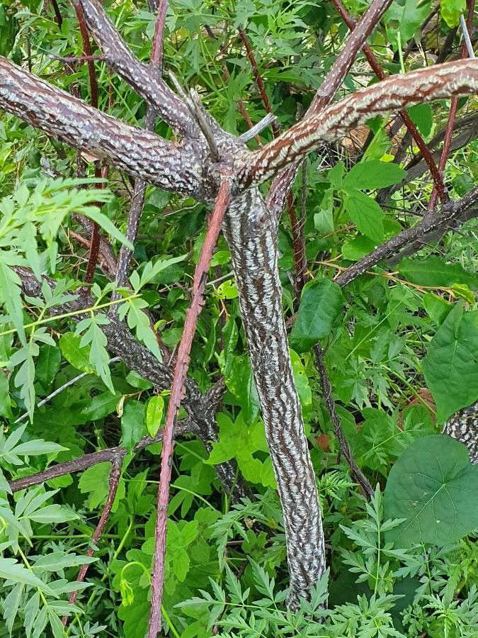 Melia volkensii bark