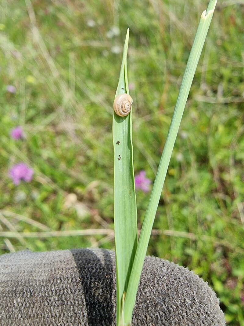 Phleum nodosum — search result for 'Phleum'