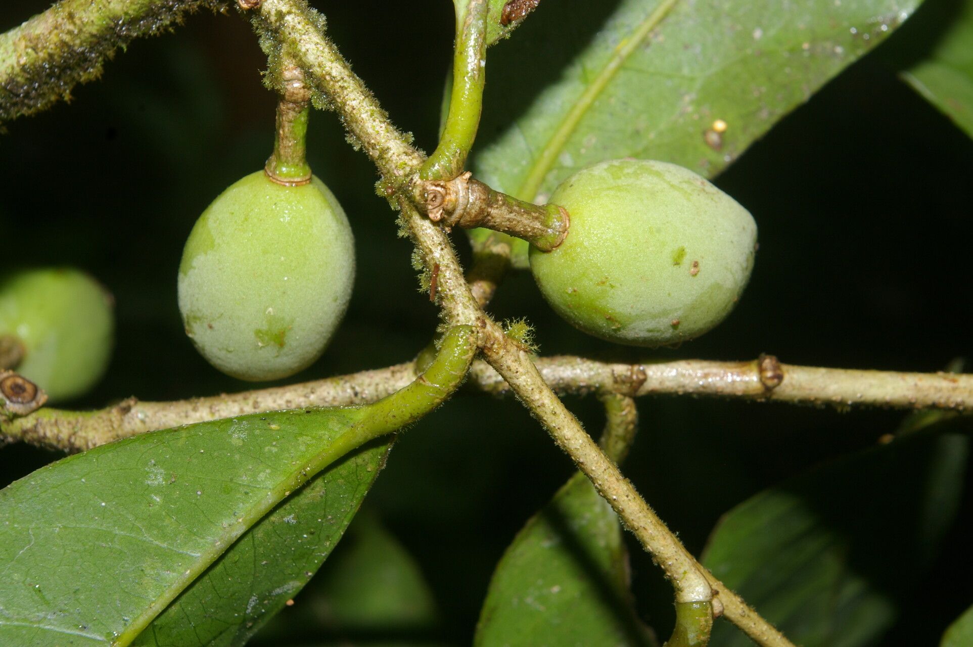 Drypetes standleyi fruit