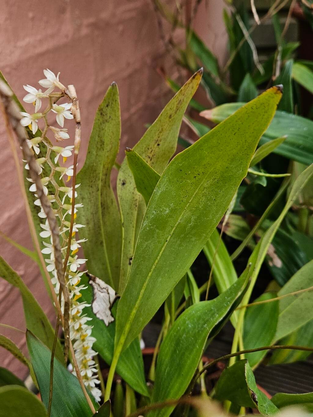 Coelogyne cobbiana — houseplant care guide