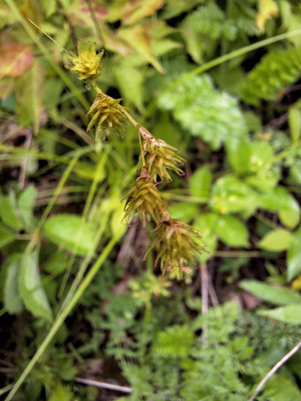 Carex tenera fruit