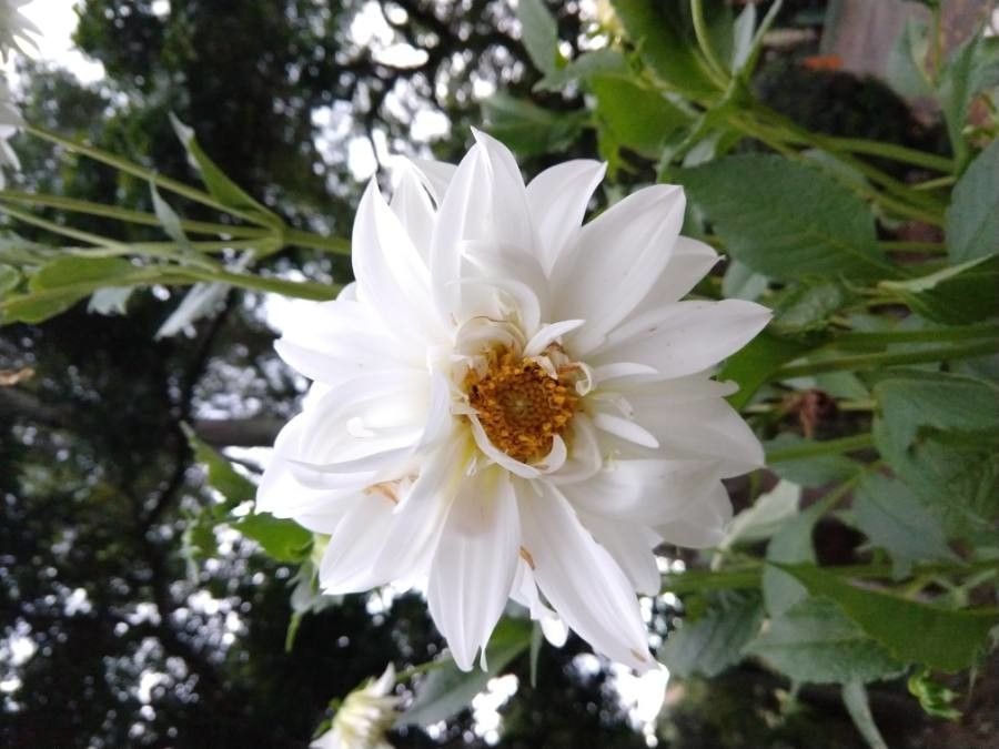 Dahlia × hortensis flower