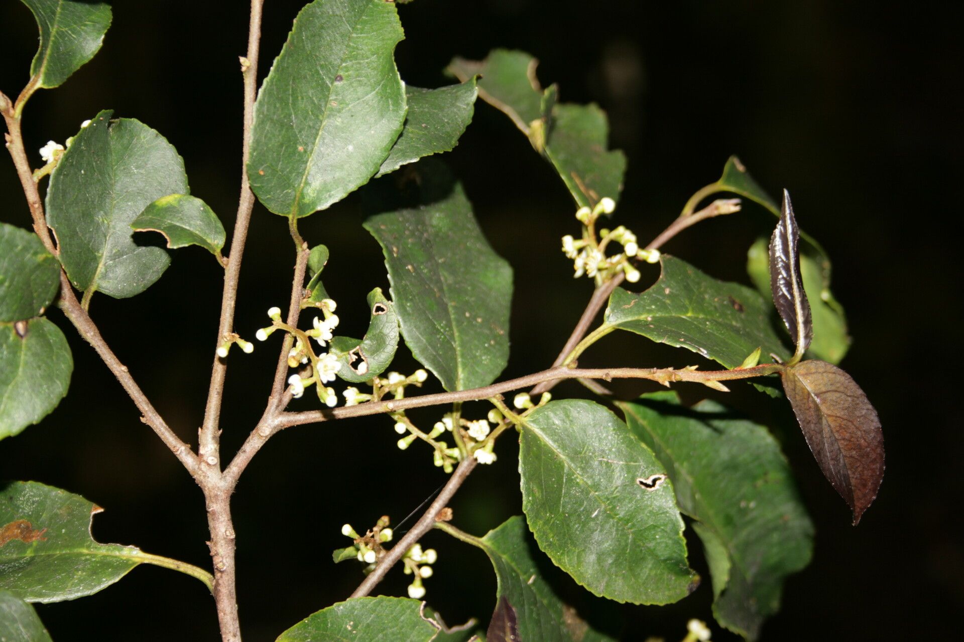 Symplocos cerasifolia — related species from the same genus