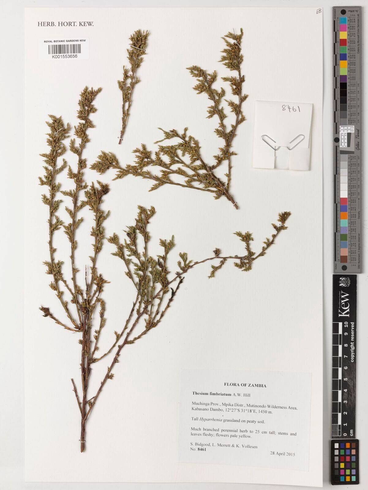 Thesium fimbriatum — search result for 'Thesium'