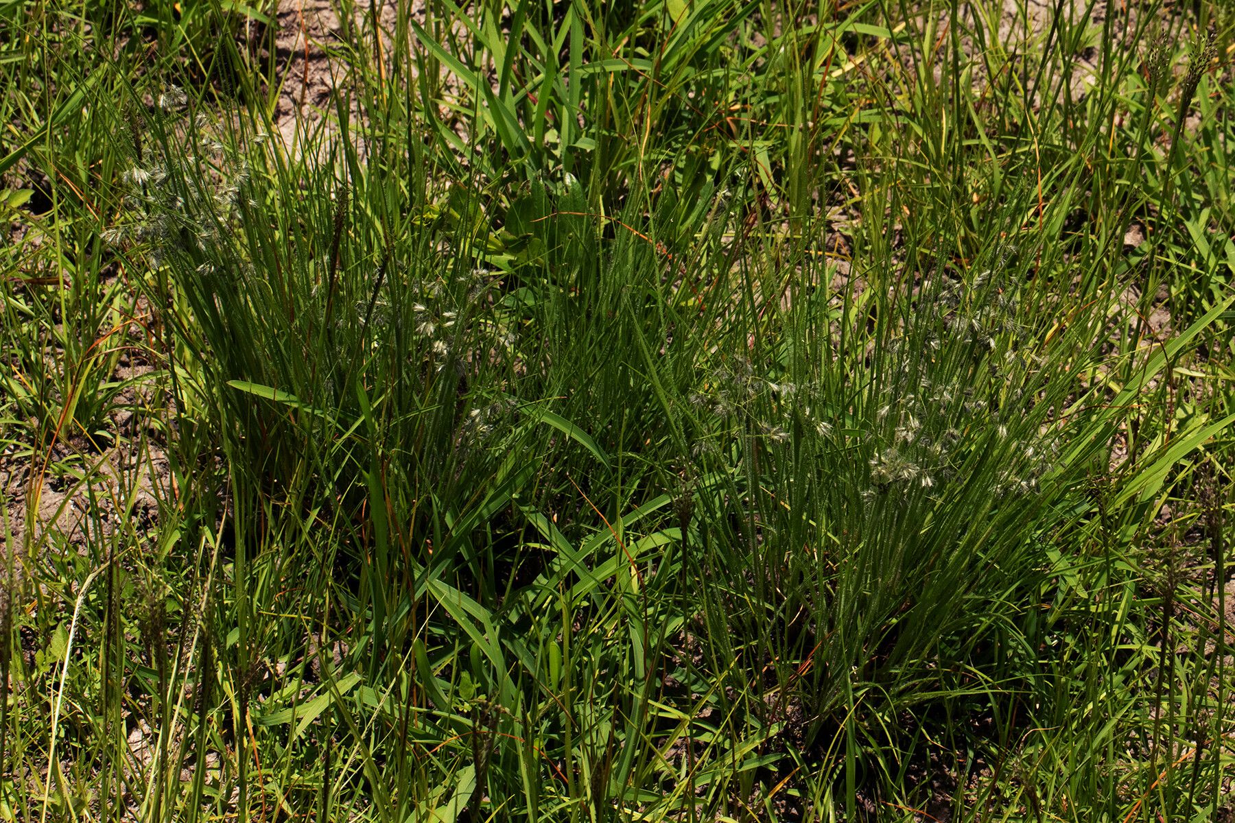 Eragrostis hispida habit