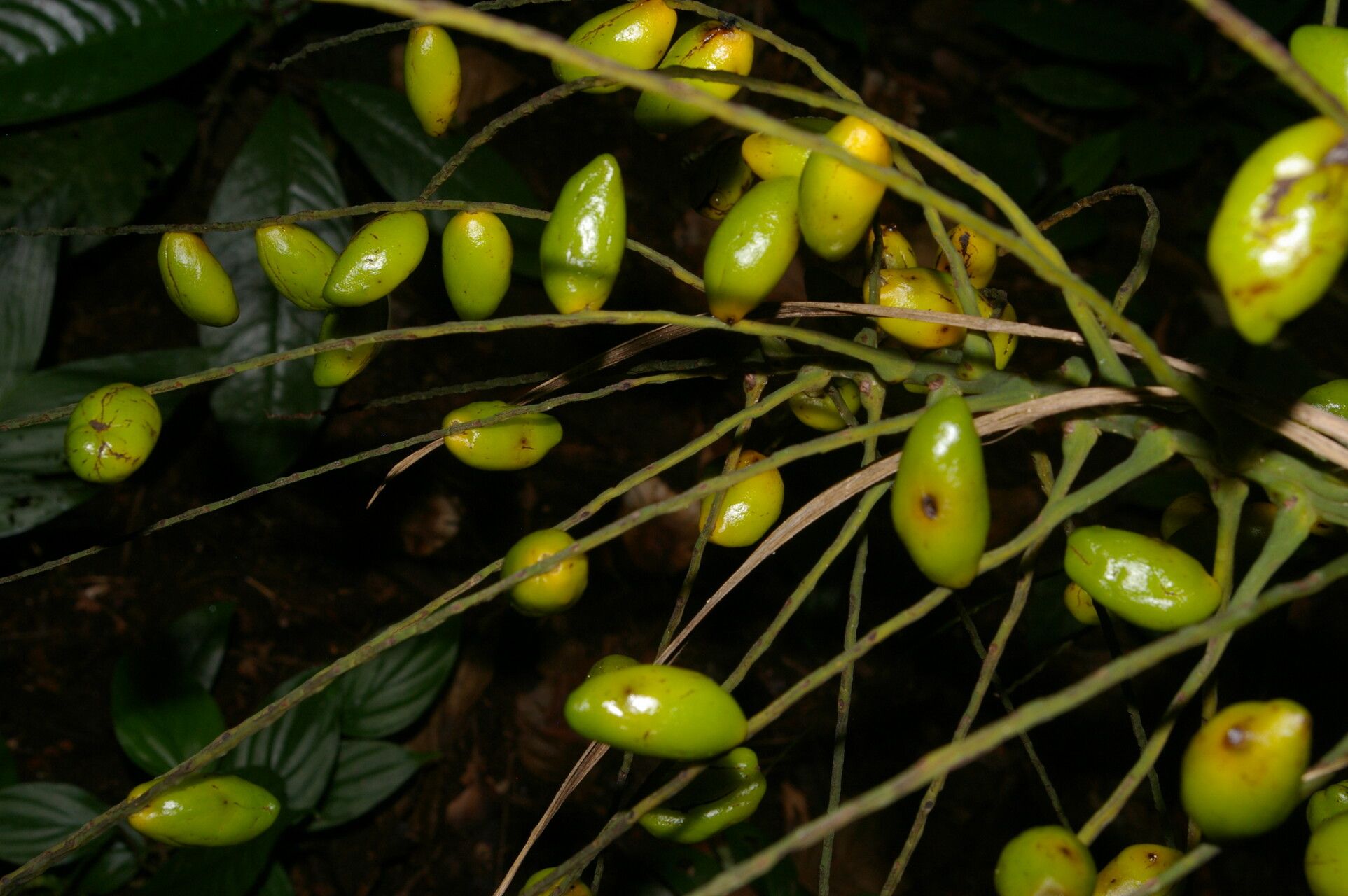 Synechanthus warscewiczianus fruit