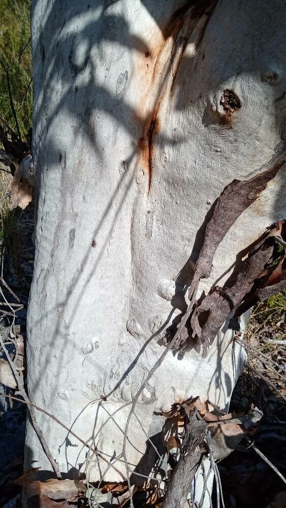 Eucalyptus pachycalyx bark