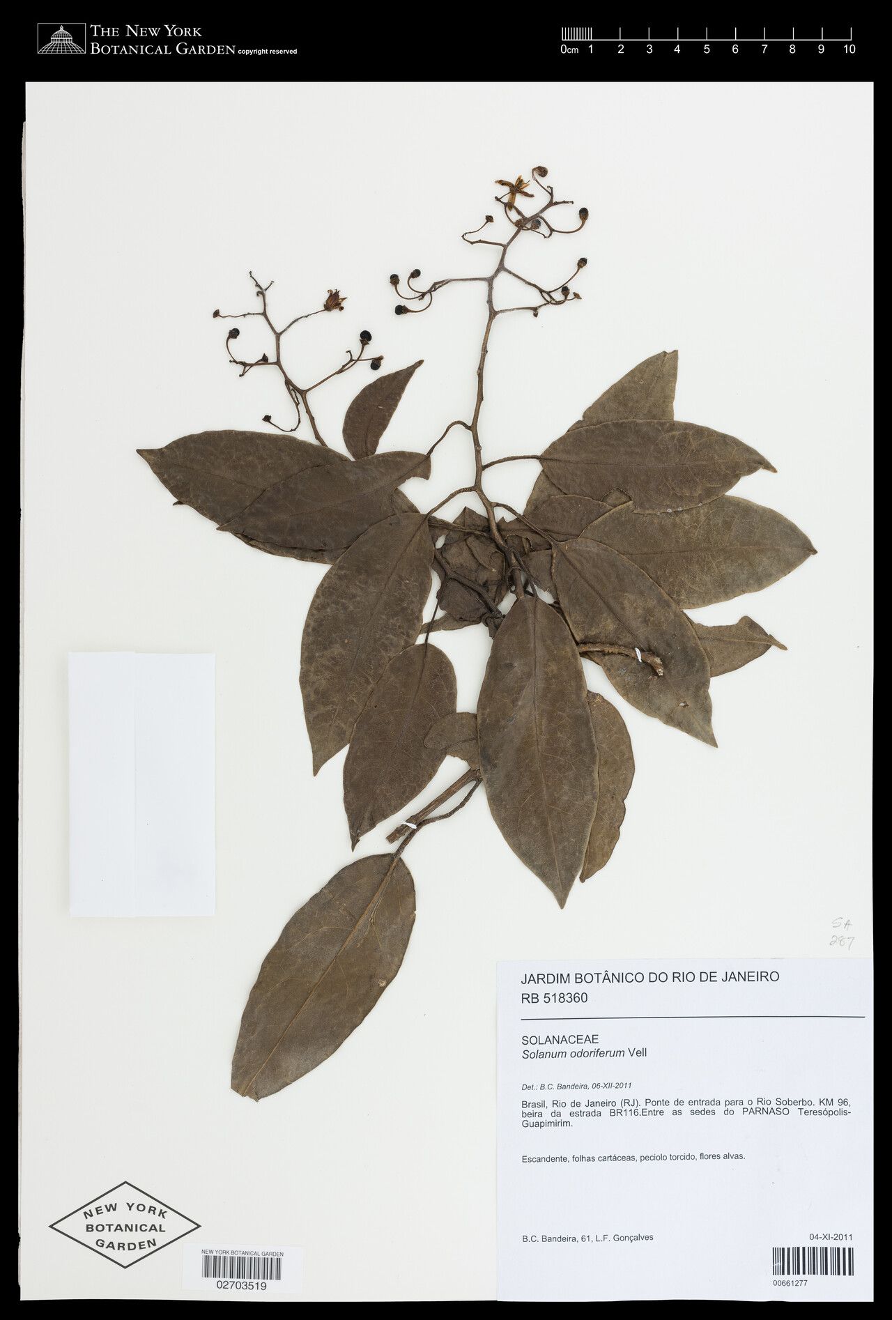 Solanum odoriferum — houseplant care guide