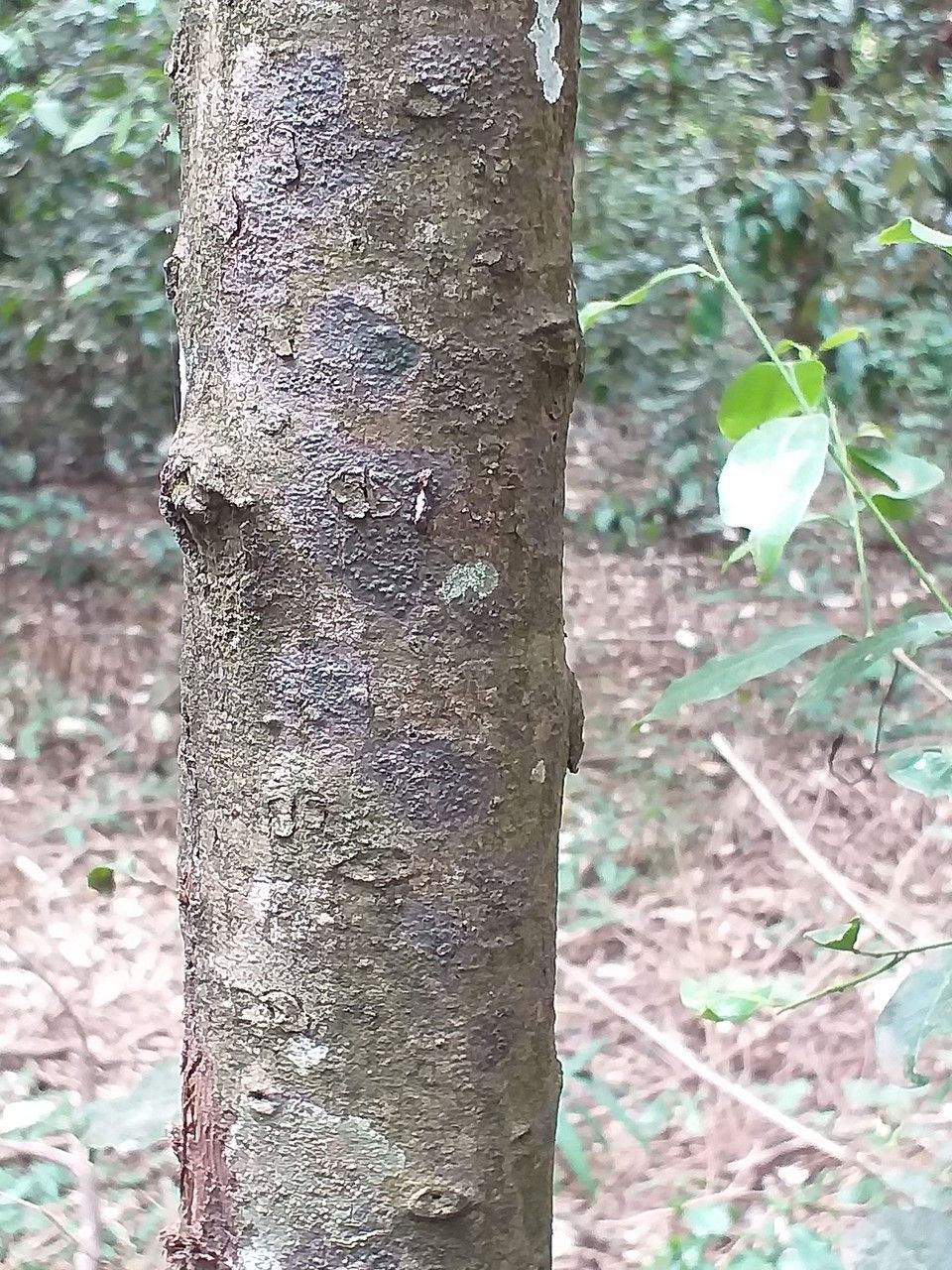 Afrocarpus falcatus bark