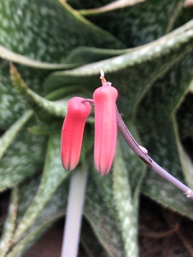 Aloe deltoideodonta flower