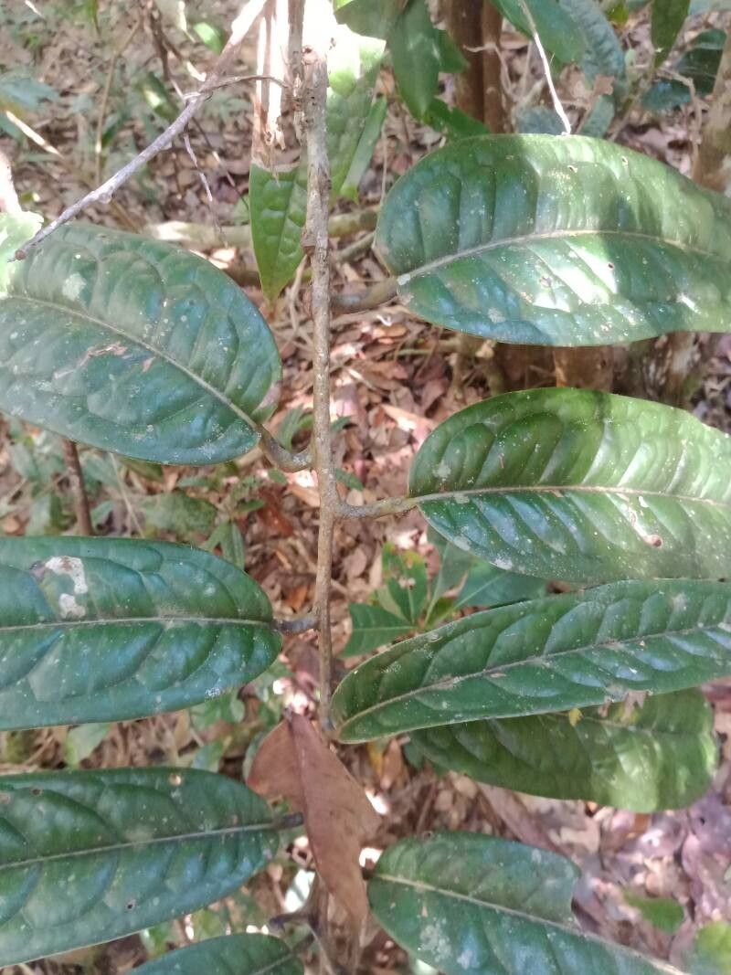 Cryptocarya acuminata other