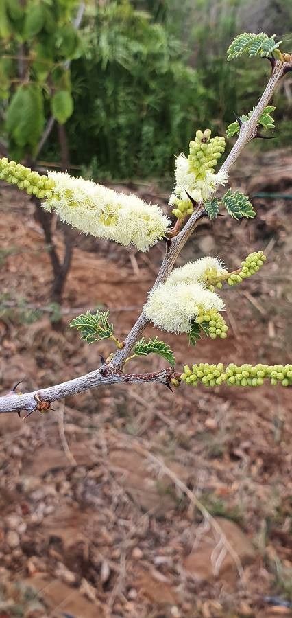 Acacia thomasii flower