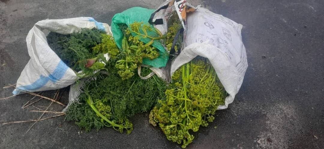 Ferula gummosa — search result for 'Ferula'