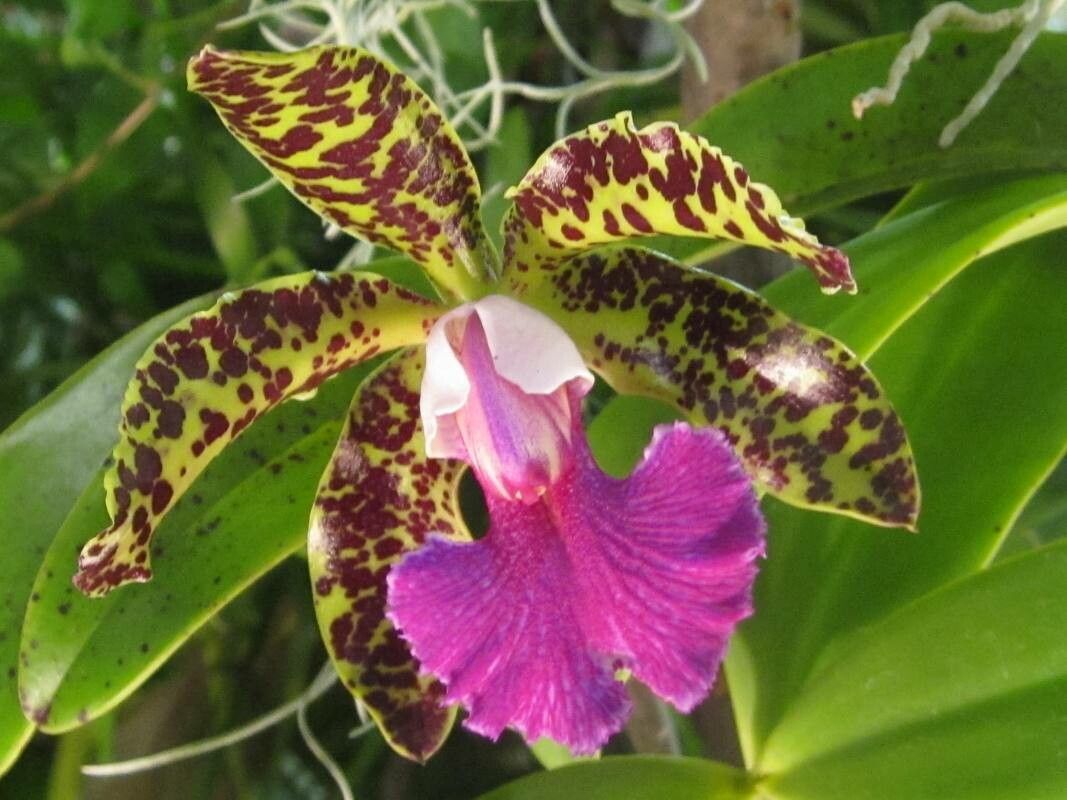 Cattleya aclandiae flower