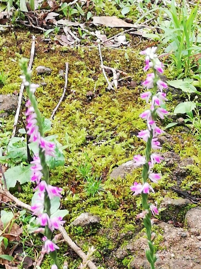Spiranthes sinensis other