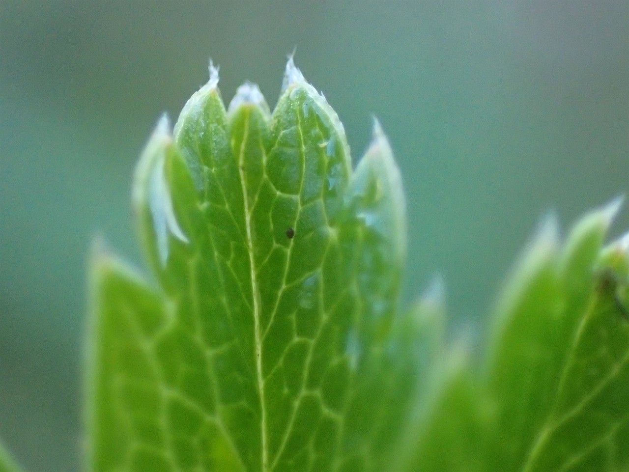 Potentilla aurea fruit