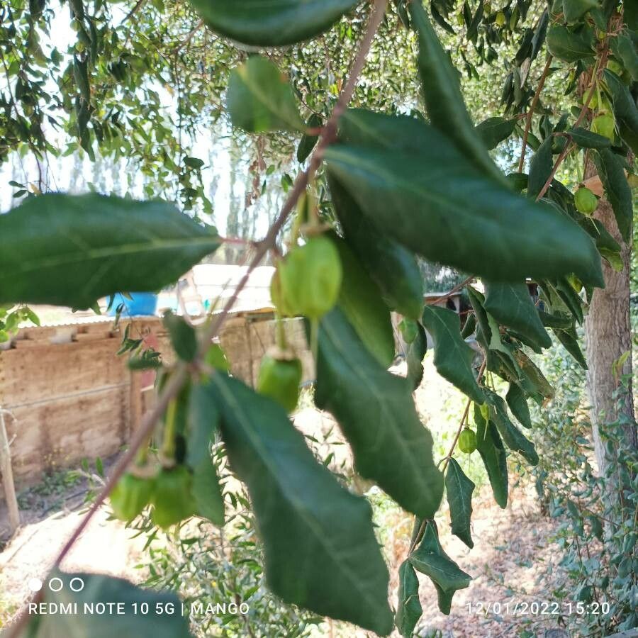 Crinodendron patagua fruit