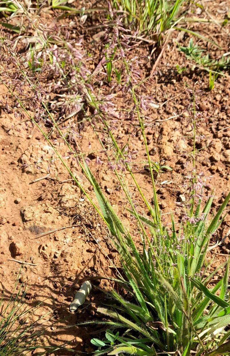 Eragrostis neesii habit