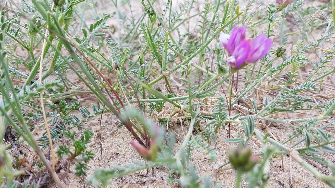 Astragalus baionensis flower