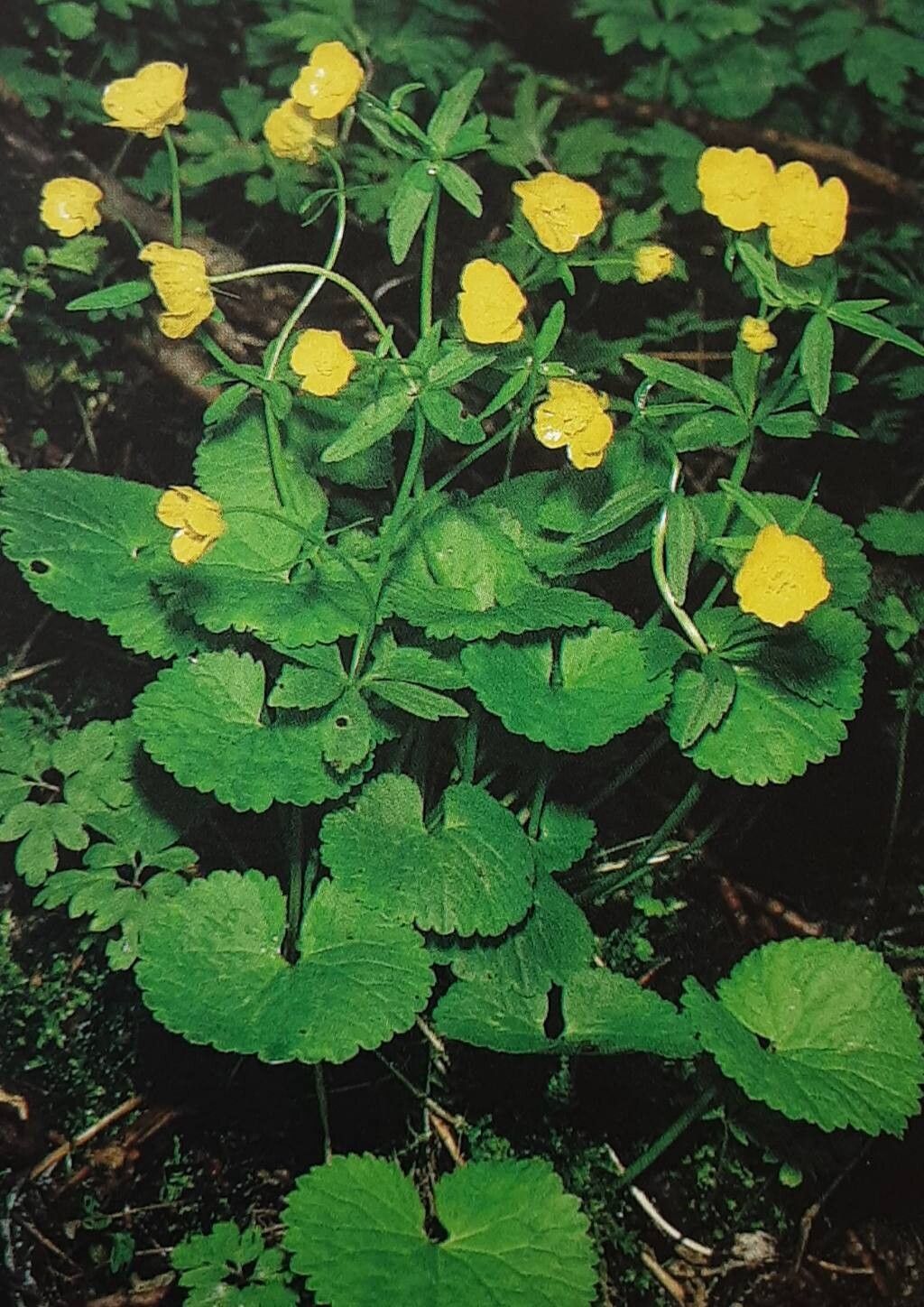 Ranunculus cassubicifolius habit