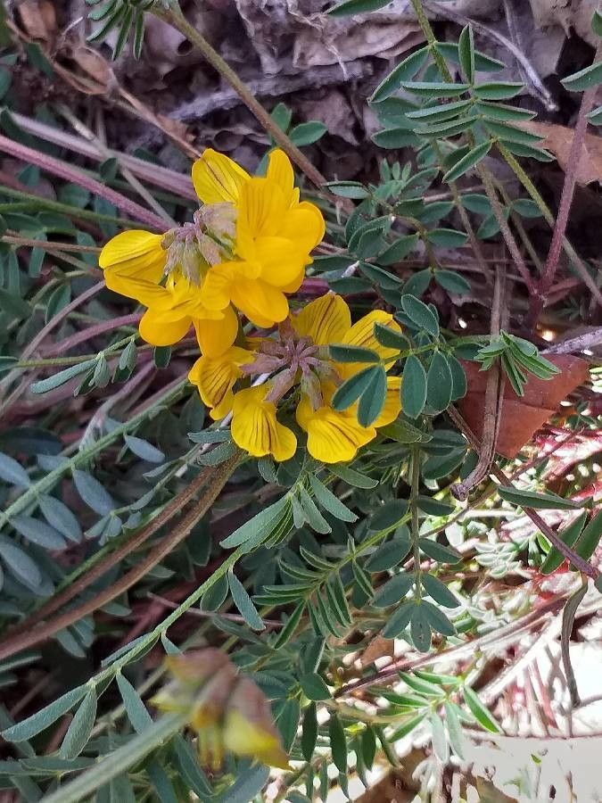 Hippocrepis comosa flower