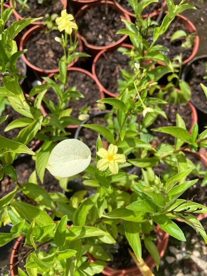 Pseudomussaenda flava — search result for 'Mussaenda'