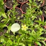 Pseudomussaenda flava