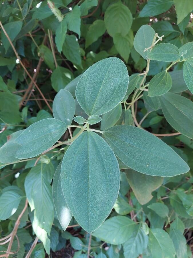 Pleroma heteromallum