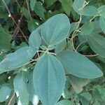 Pleroma heteromallum