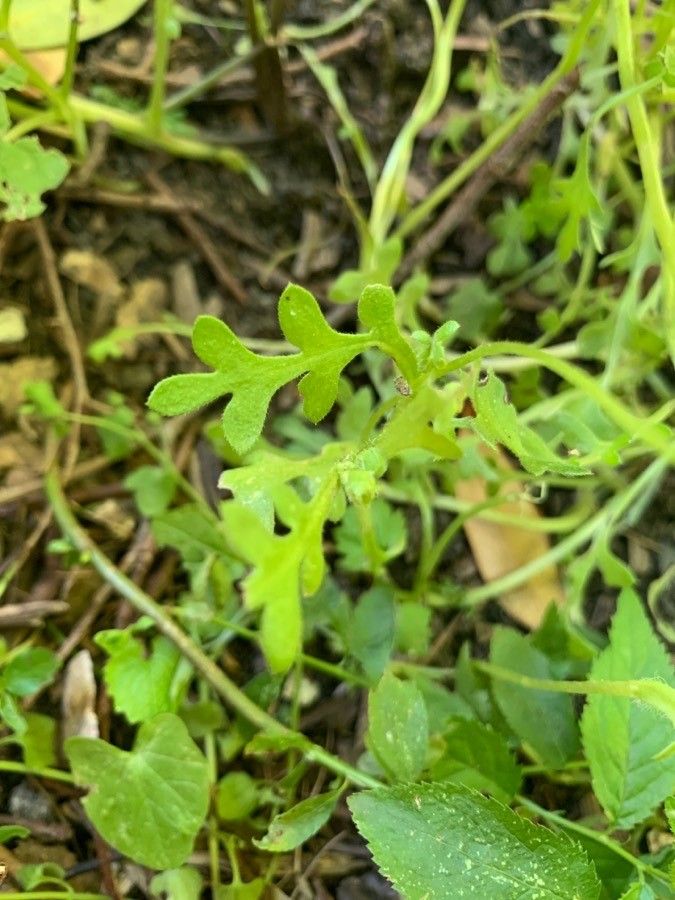 Nemophila phacelioides — search result for 'Nemophila'