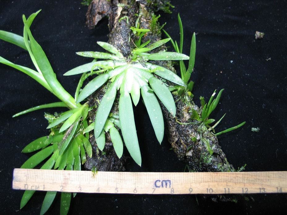 Ornithocephalus bicornis habit