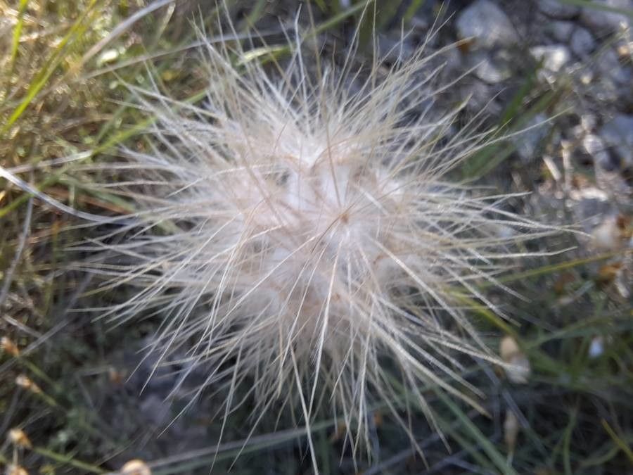 Scorzonera hirsuta fruit