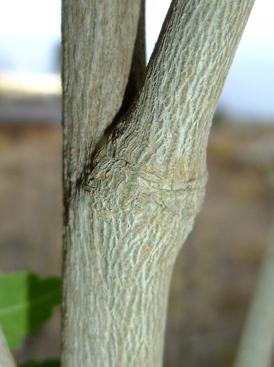 Malva acerifolia bark