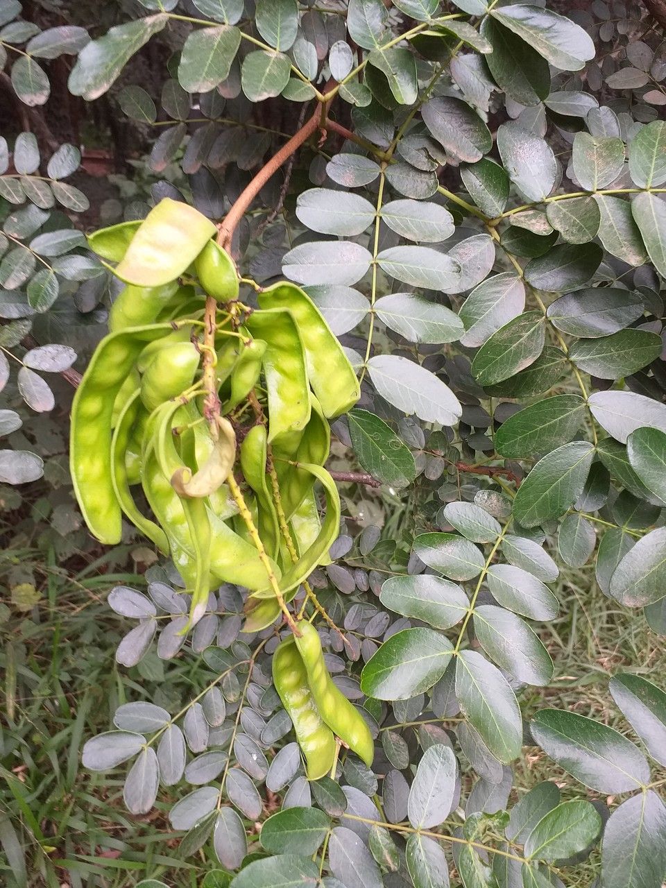 Caesalpinia spinosa fruit