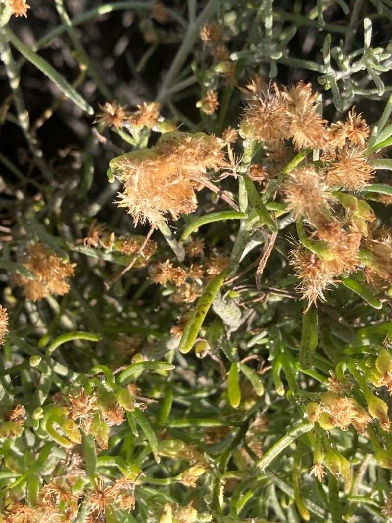 Schizogyne glaberrima fruit