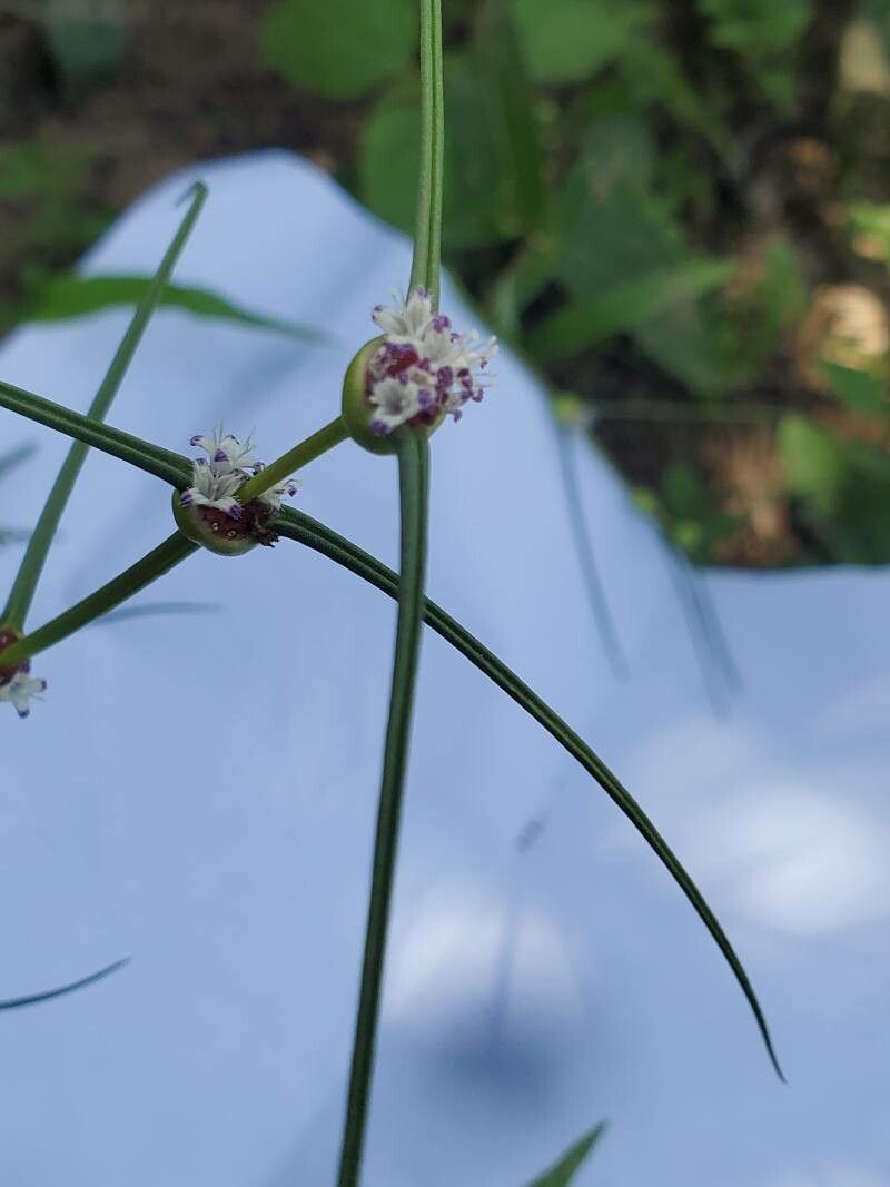 Spermacoce filifolia flower