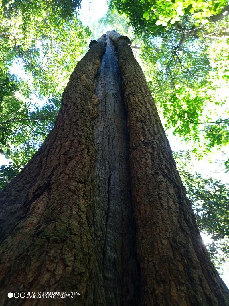 Eucalyptus cloeziana — search result for 'Eucalyptus'