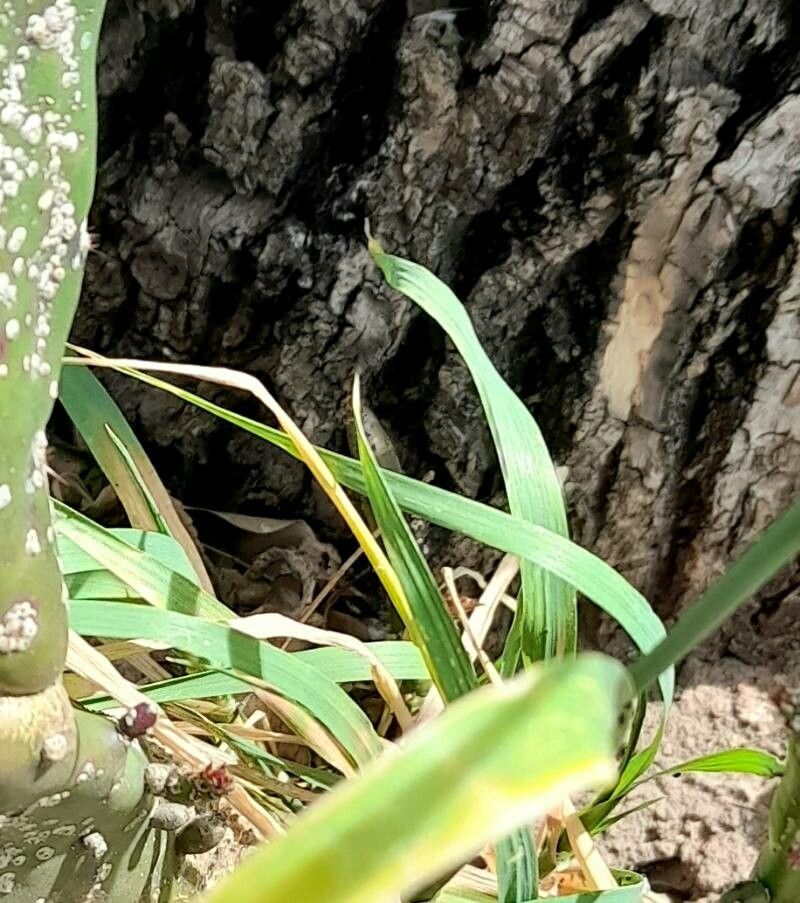 Phalaris canariensis