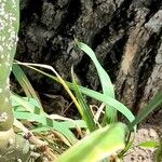 Phalaris canariensis