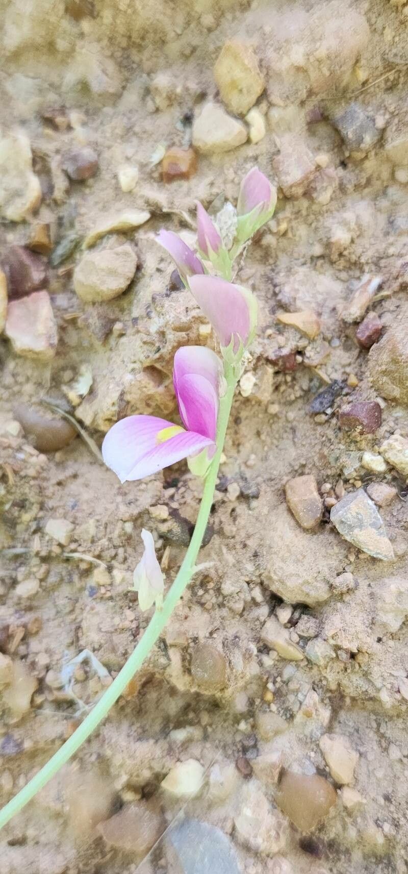 Hedysarum maitlandianum flower