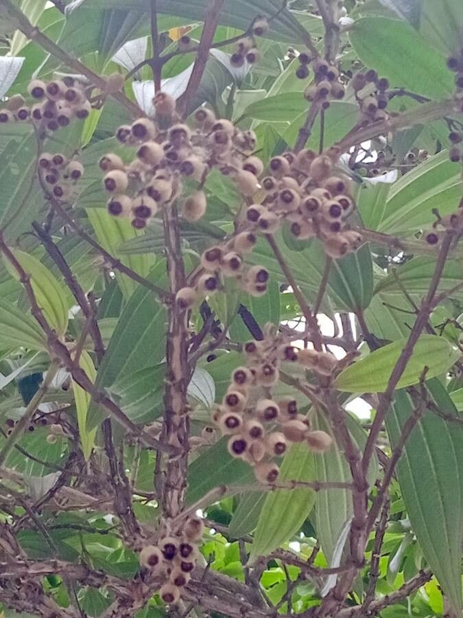 Tibouchina granulosa fruit