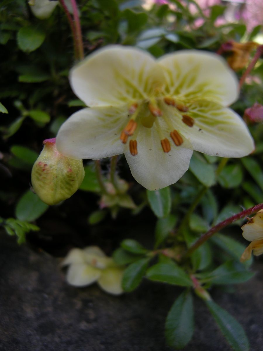 Rhododendron lowndesii — houseplant care guide