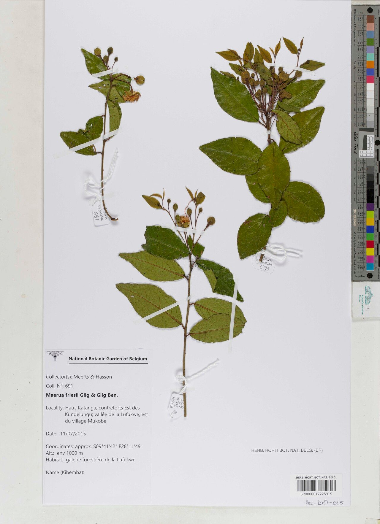 Maerua friesii other