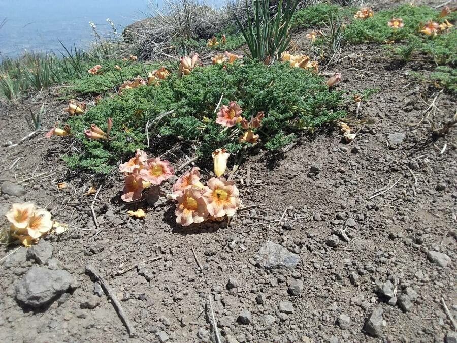 Tropaeolum incisum — search result for 'Tropaeolum'